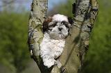 SHIH TZU 330